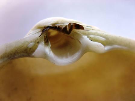 Identificazione?Estonia rugosa...?